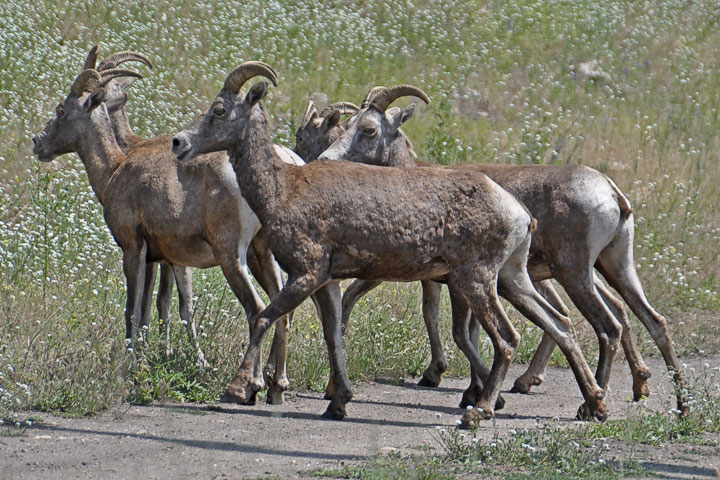 five females