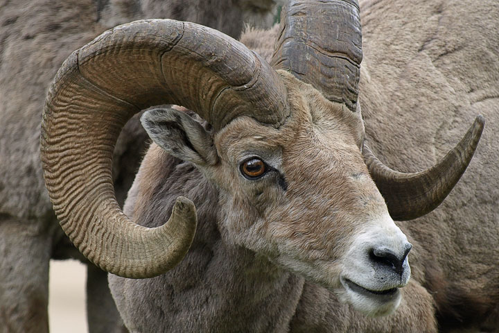 Bighorn Ram