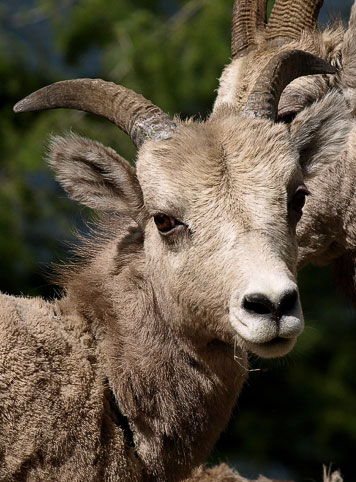 Bighorn Ewe