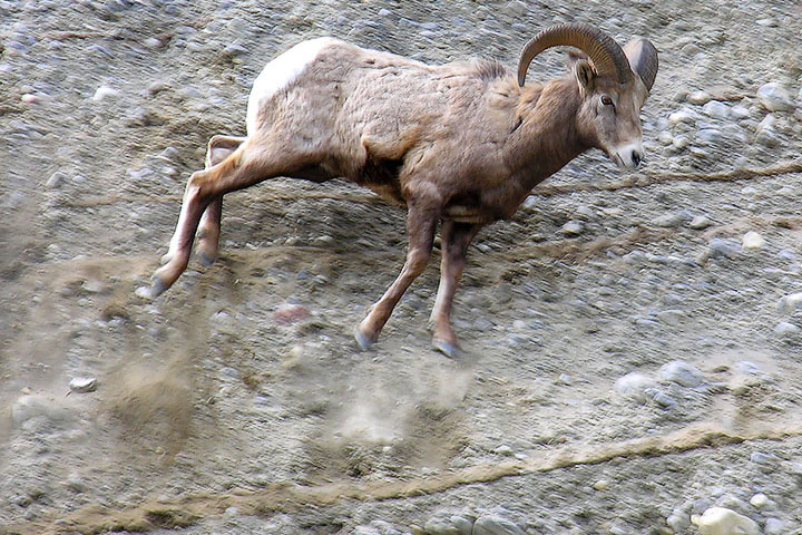 A Bighorn Ram loses its footing and falls from a bank