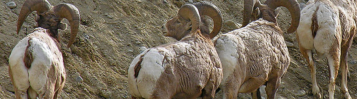 Bighorn Rams