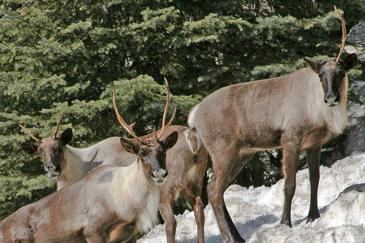 mountain caribou