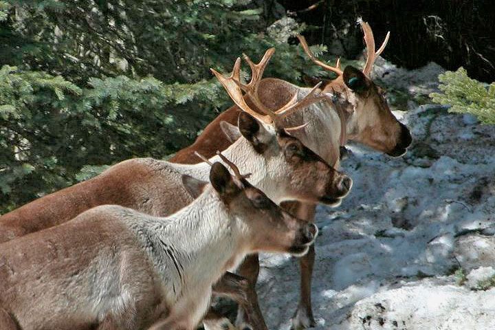 mountain caribou