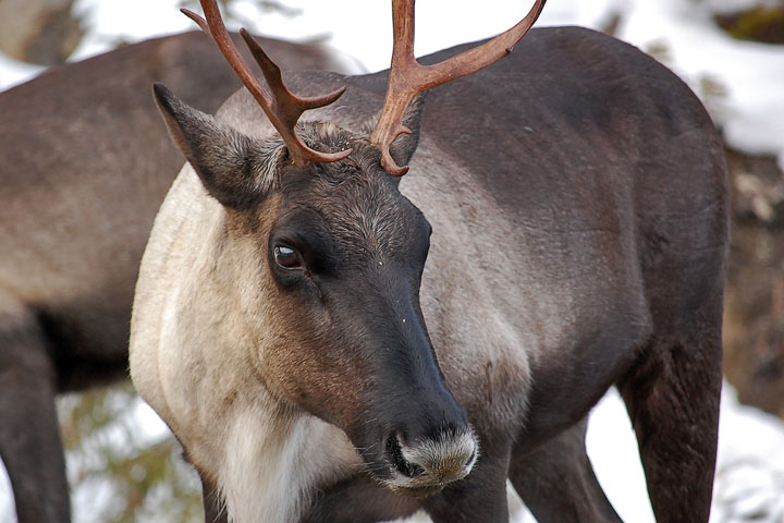 mountain caribou