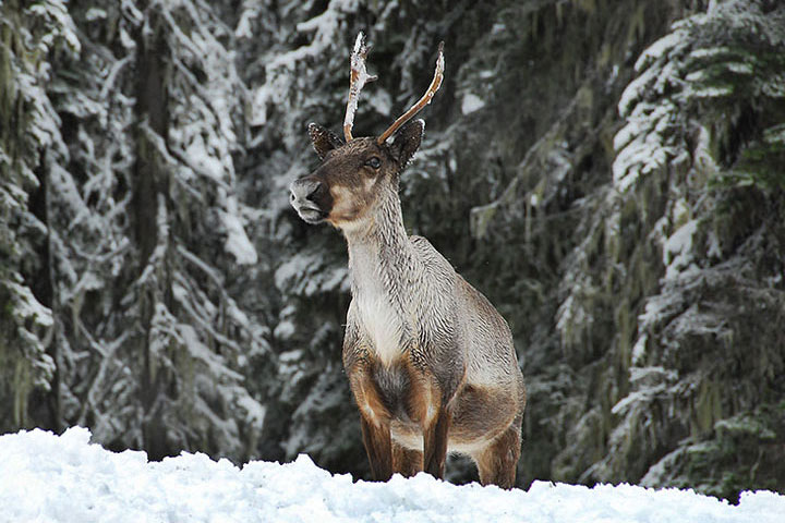 Mountain Caribou