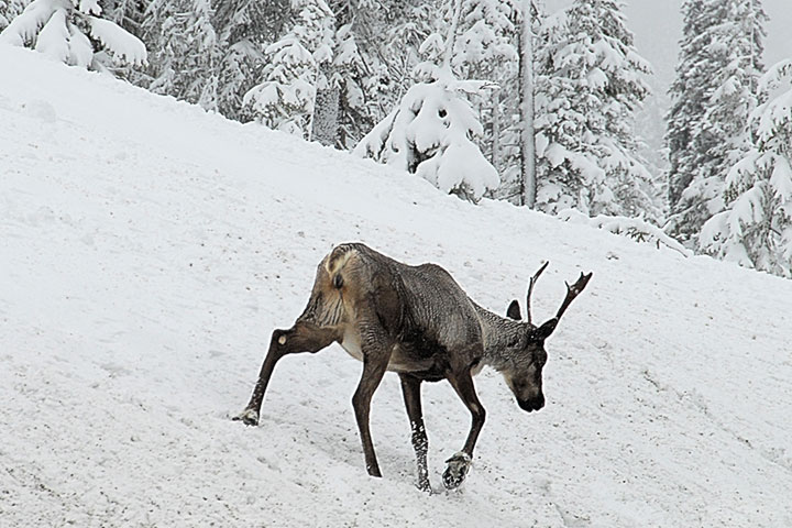 mountain caribou