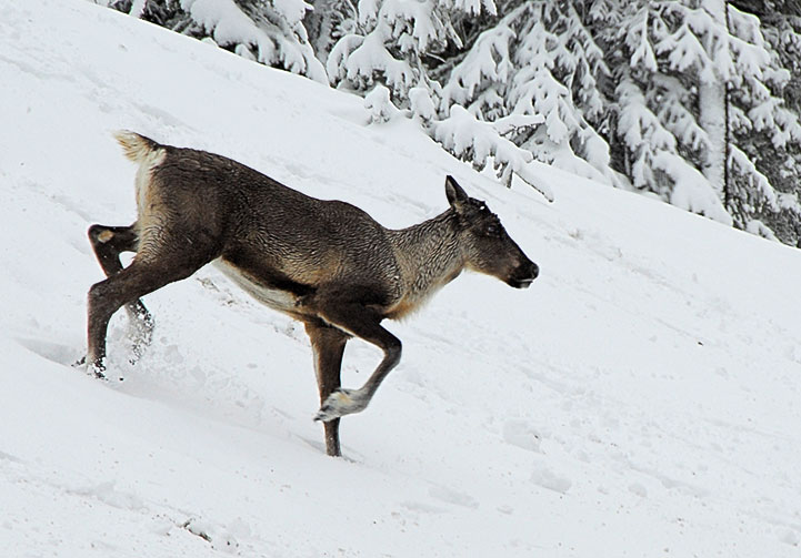 mountain caribou