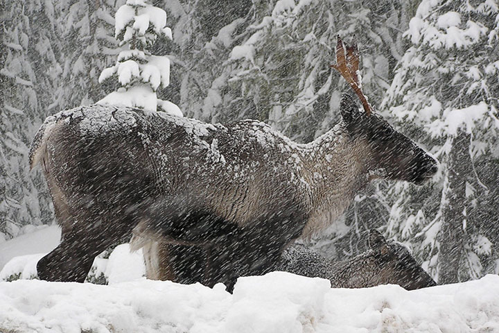 mountain caribou