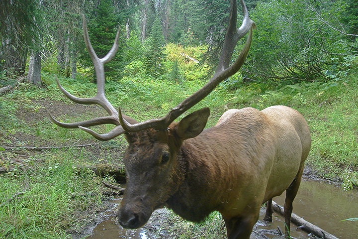 bull elk