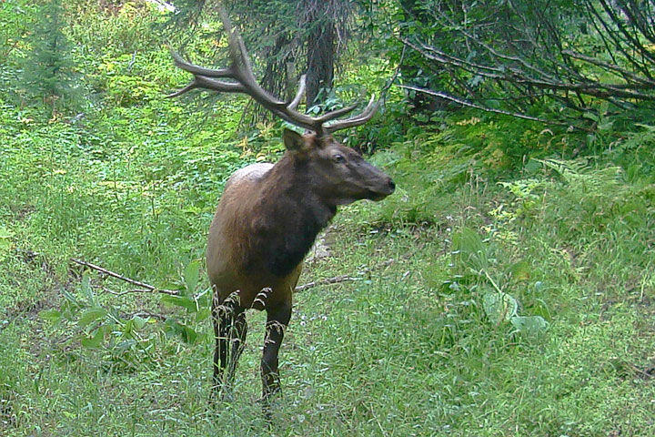 elk antlers