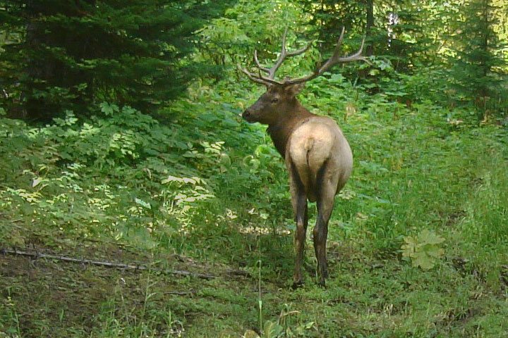 wapiti rump