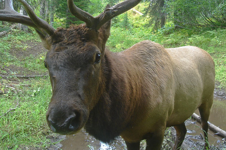 Bull Elk