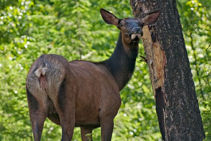 elk cow