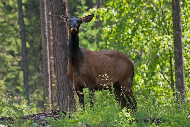 bull elk