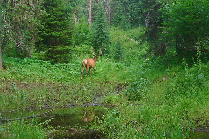 elk wallow