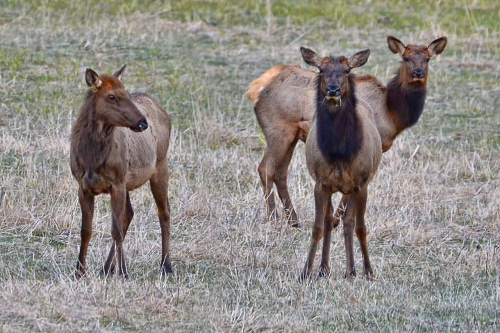 elk cow