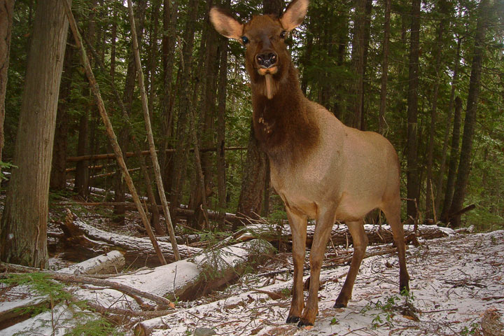 bull elk