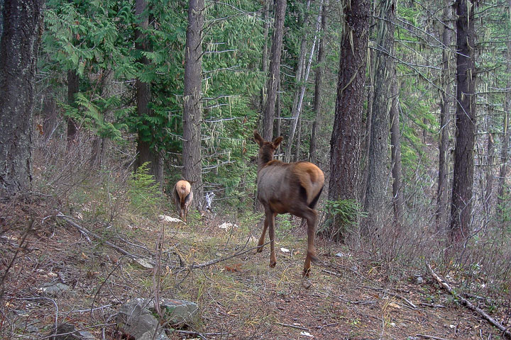 elk cow