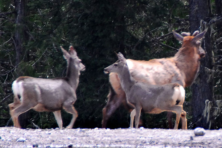 elk and deer