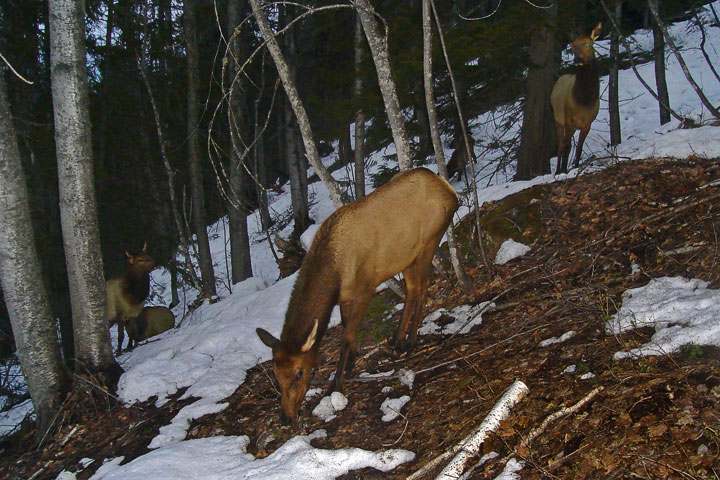 elk herd