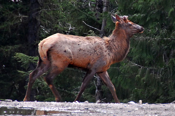 bull elk