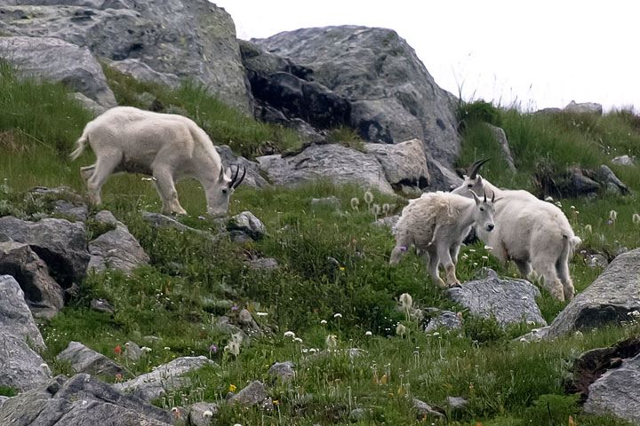 mountain goats