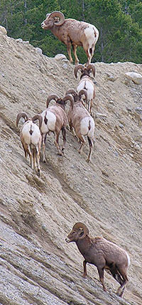 Bighorn sheep