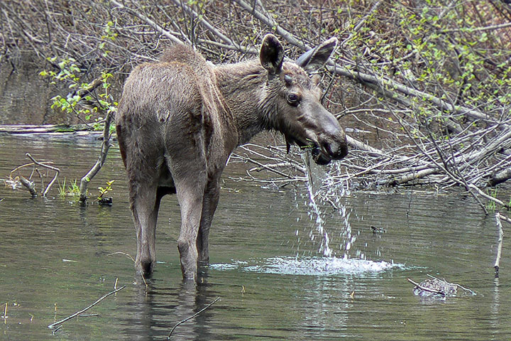 moose calf