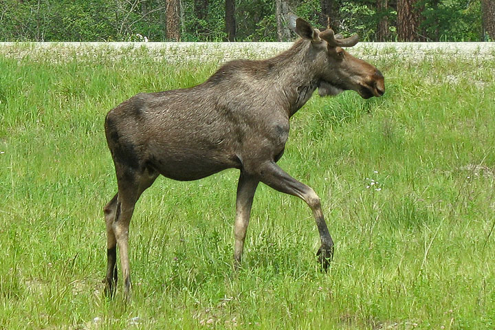 moose calf