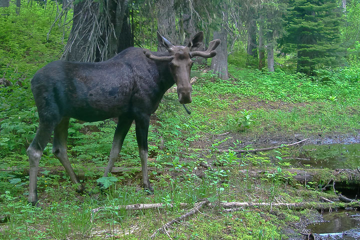 moose