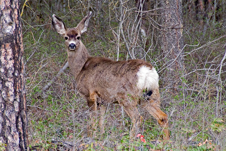 Mule Deer