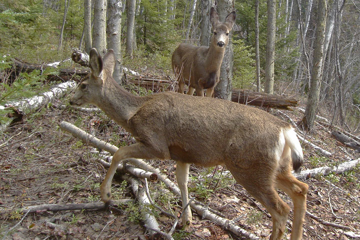 mule deer tail