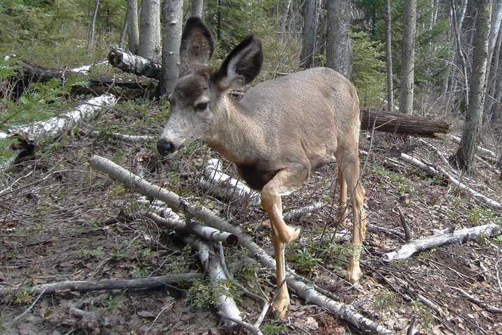 mule deer legs