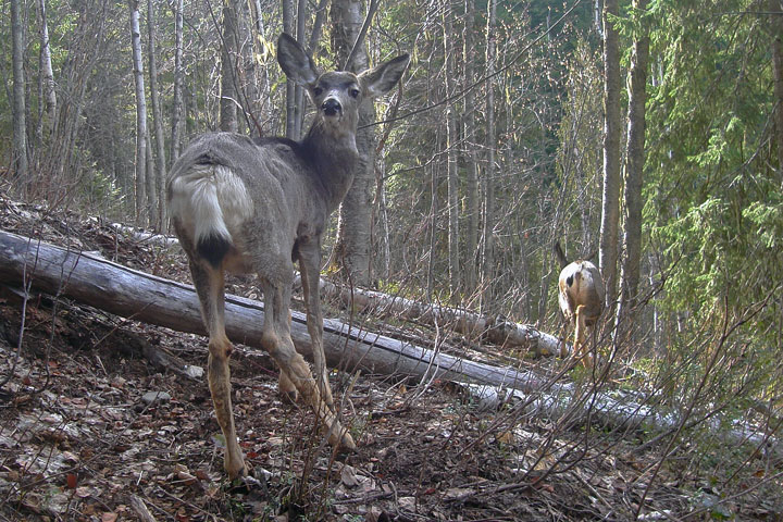 mule deer tail