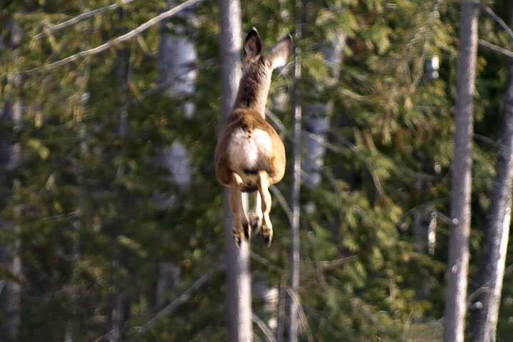 mule deer stotting