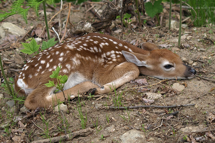 fawn