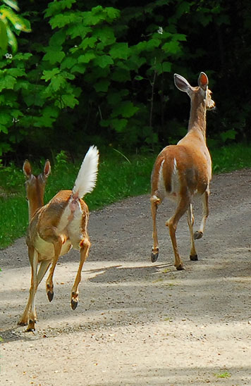 tail up and down