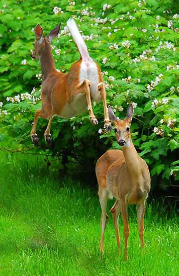 airborne deer