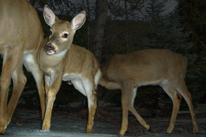 fawn in winter