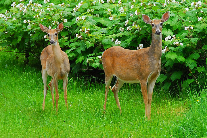 deer pair