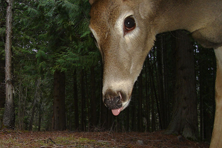 scale of white-tail