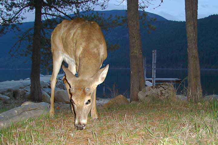 antler buds