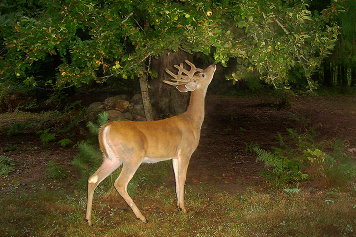 white-tailed and apple tree