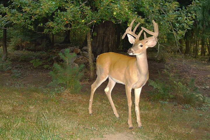 White-tailed Buck