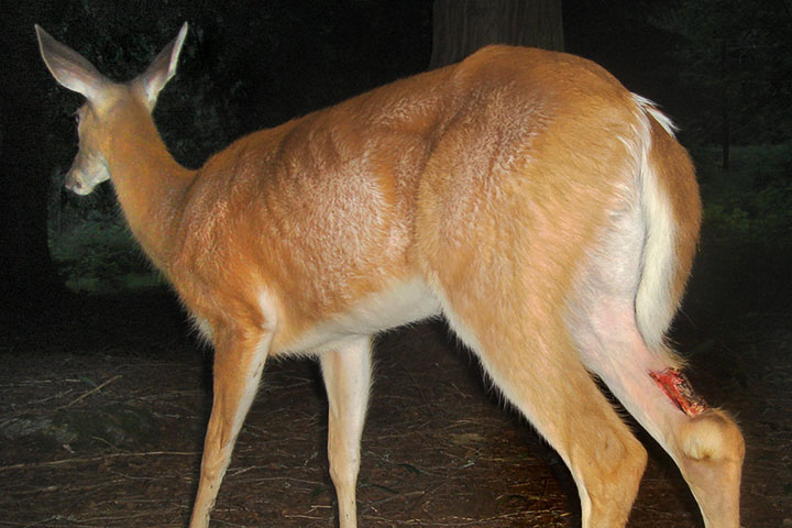 doe and bite