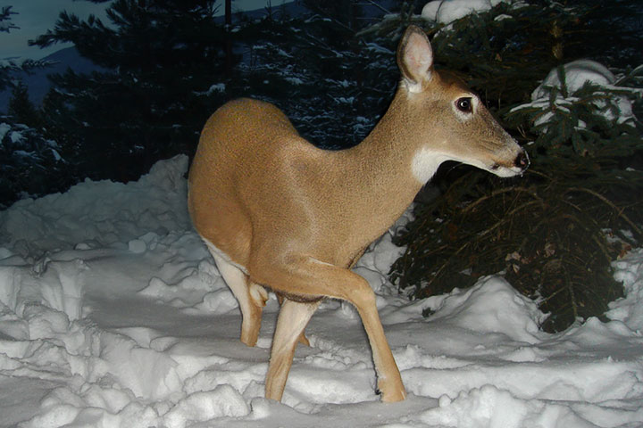 deer in snow