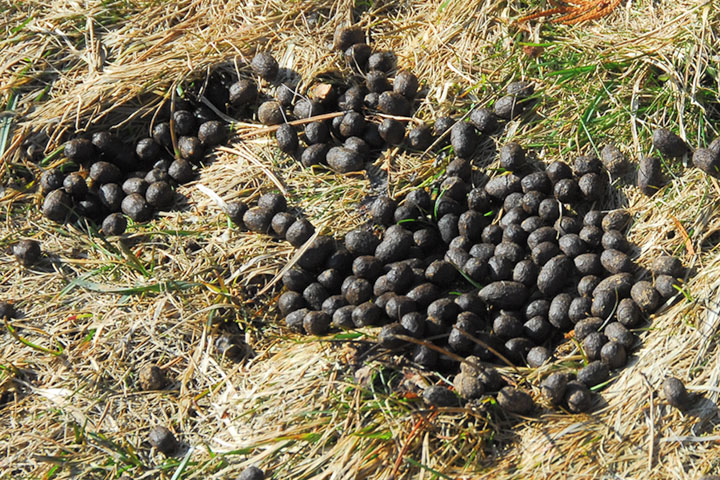 deer droppings