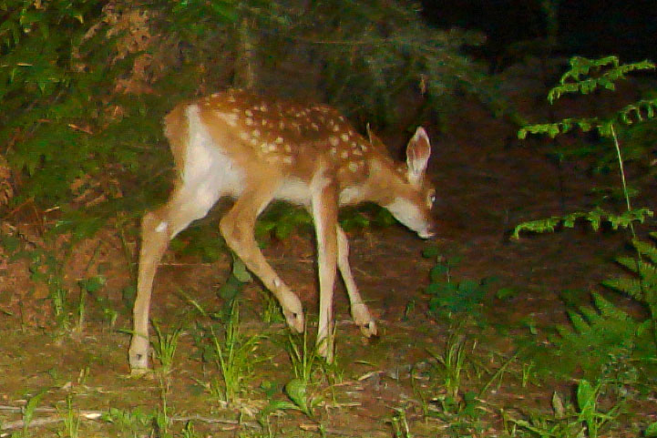 fawn