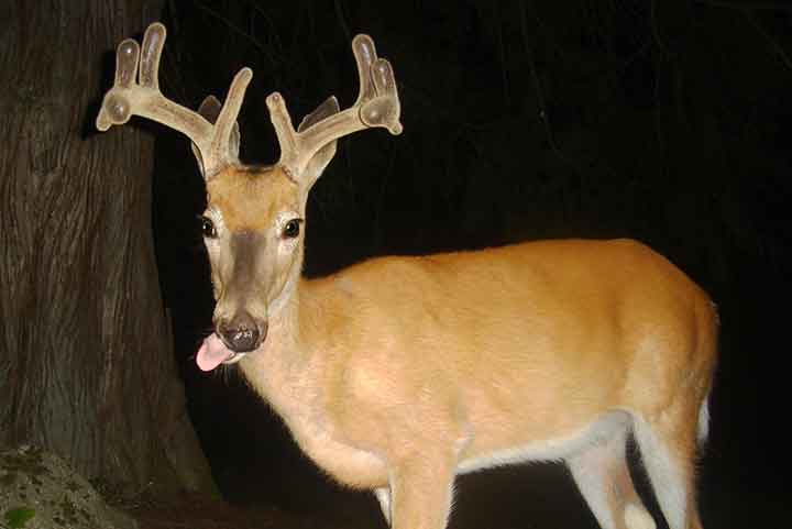 white-tailed buck