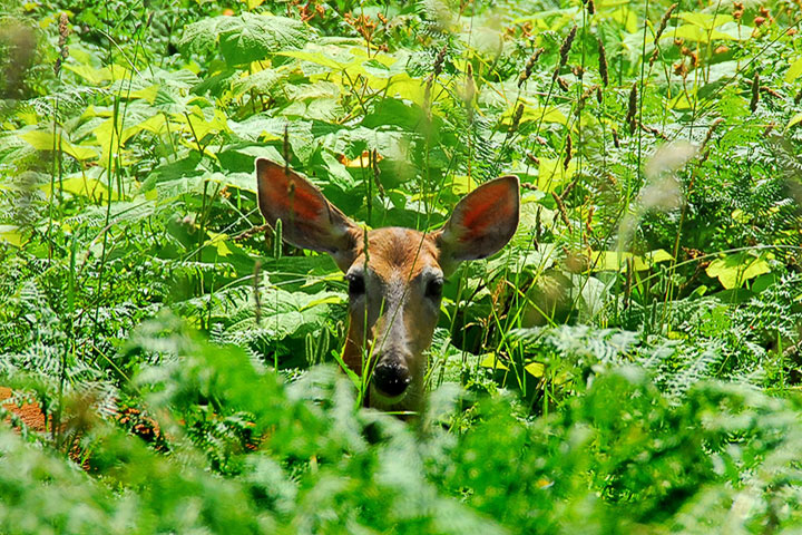 deer in brush